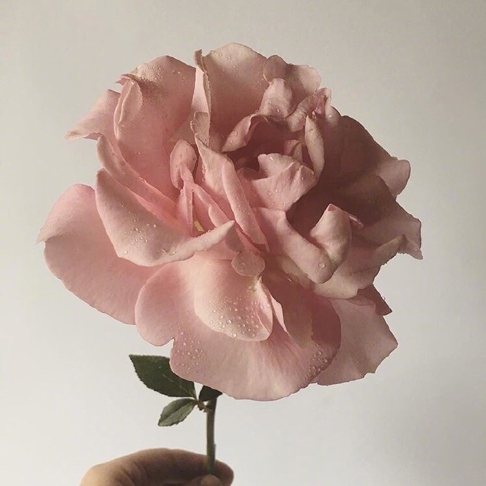 粉哒哒的玫瑰背景素材图片