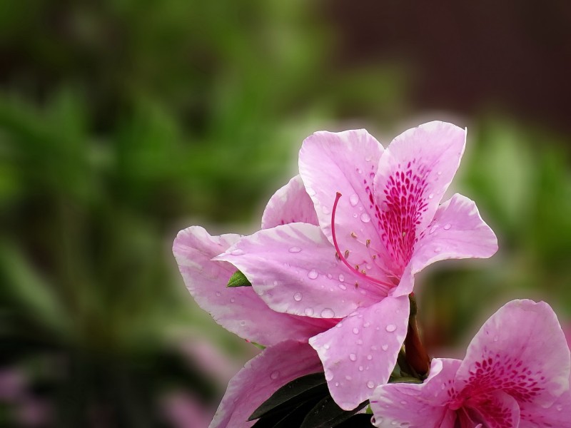 雨后的粉花杜鹃图片