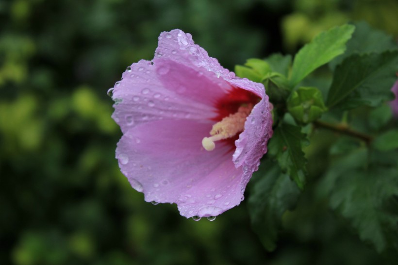 雨后紫色木芙蓉图片