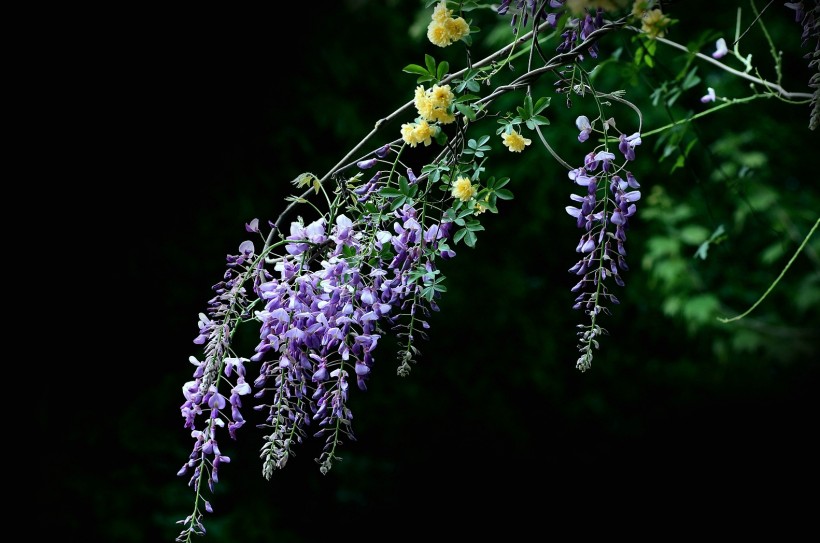 喧闹的紫藤图片