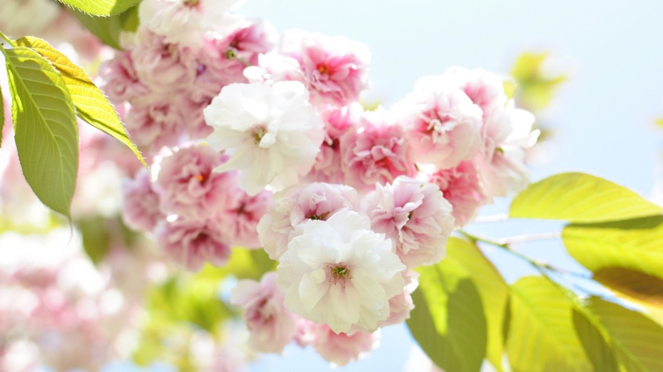充满诗意的日本樱花图片素材