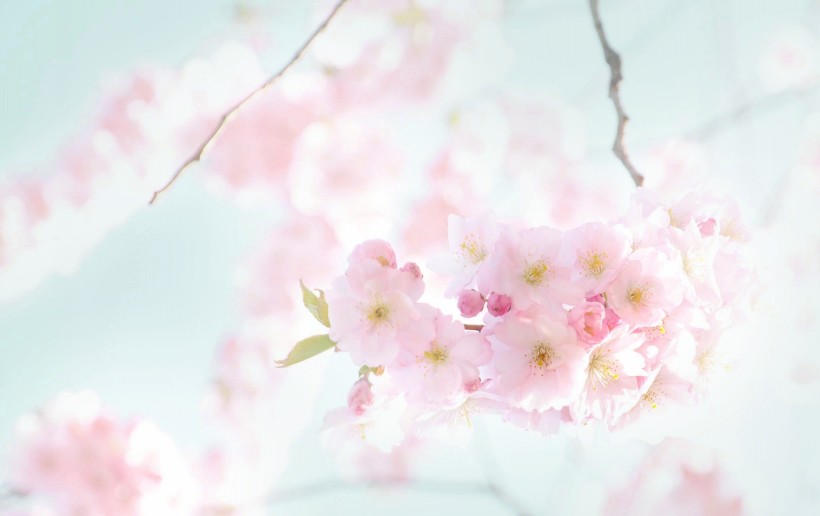 唯美粉色樱花图片