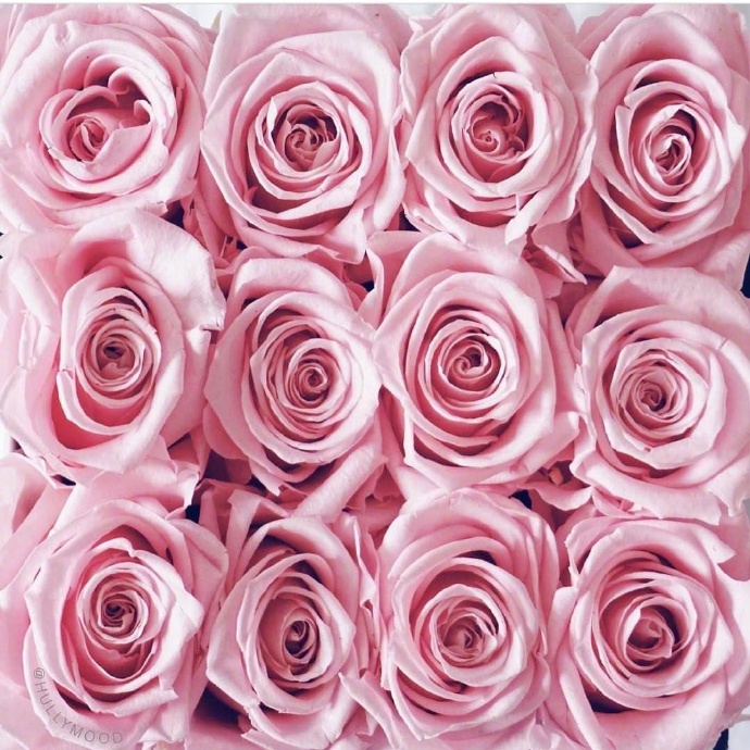 一组满满的玫瑰花图片欣赏