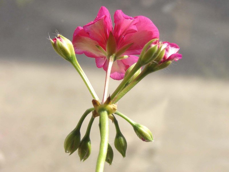 天竺葵花卉图片