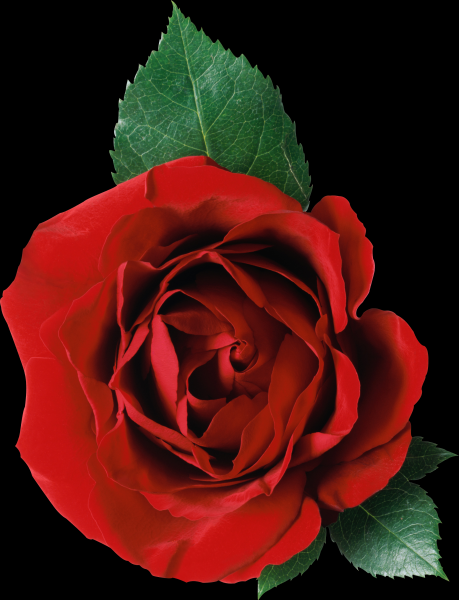 玫瑰透明背景PNG素材图片