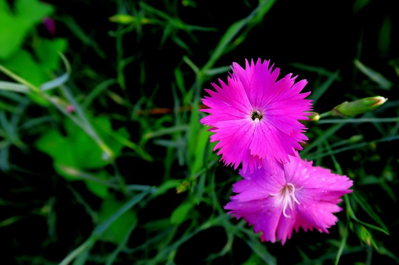 紫色石竹花图片