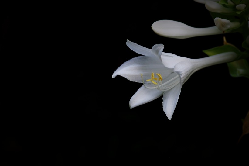 白色玉簪花图片
