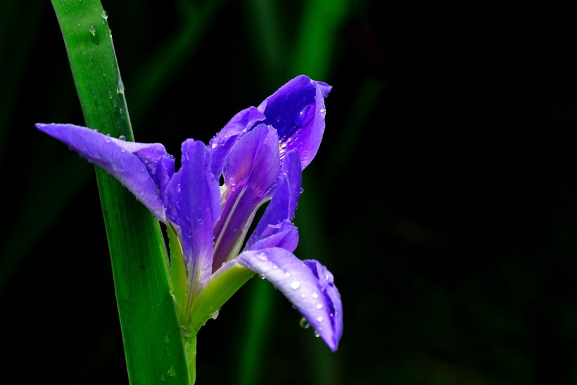 紫色鸢尾图片