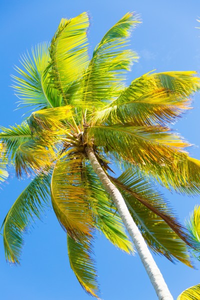黄椰 / 椰子树图片
