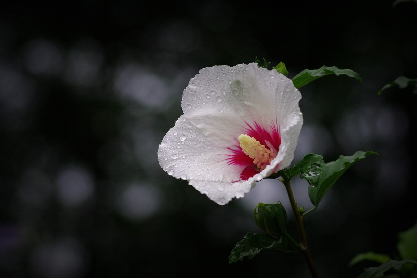 雨后木槿花图片 