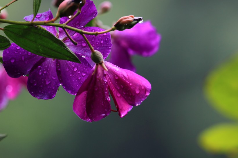 紫花野牡丹图片