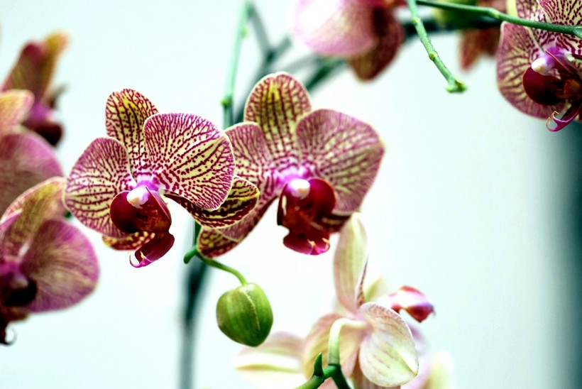 蝴蝶兰花卉图片