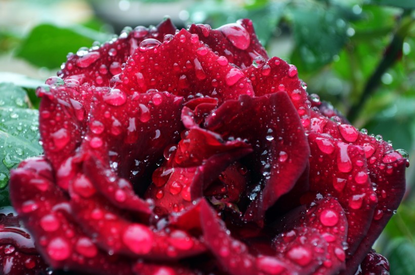 娇艳的红玫瑰图片