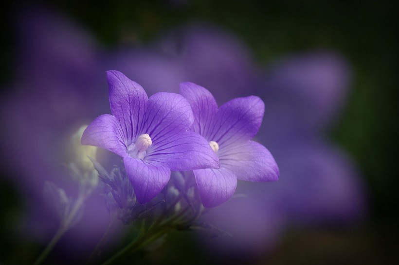 紫色桔梗花图片 
