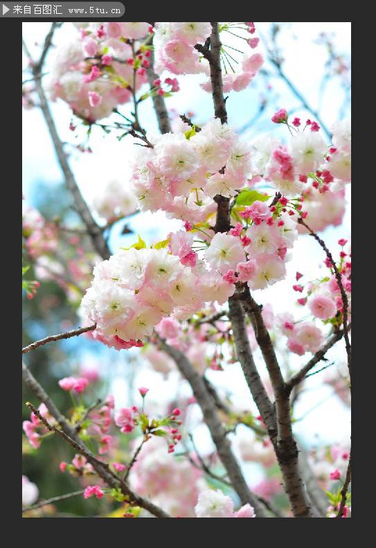 挂满枝头的粉红色桃花图片