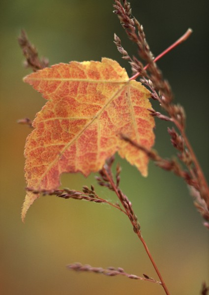 秋季动植物图片