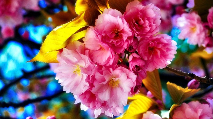 春天鲜花摄影图片