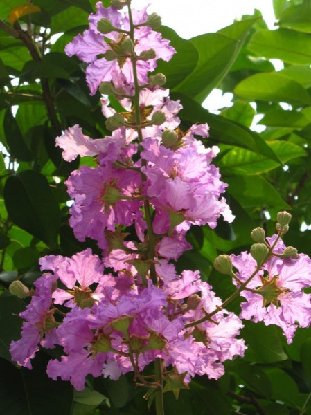 大叶紫薇植物图片