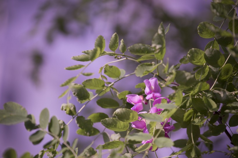 紫色香花槐图片