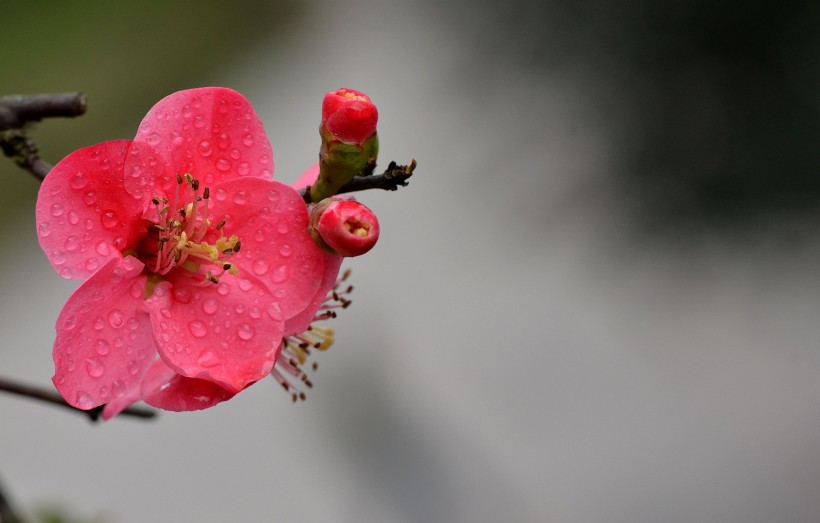 粉嫩的贴梗海棠花卉图片