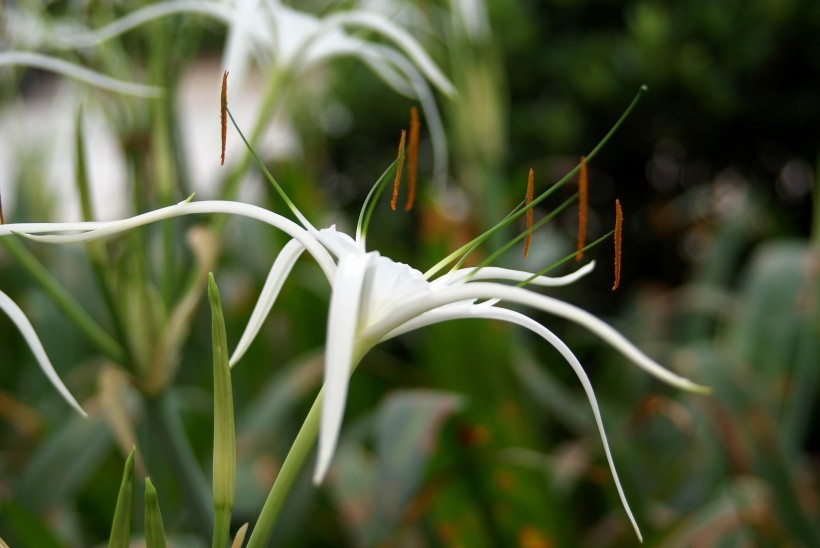 白色蜘蛛兰花卉图片