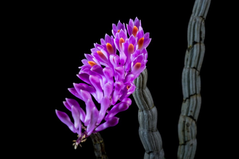 紫色野生兰花图片