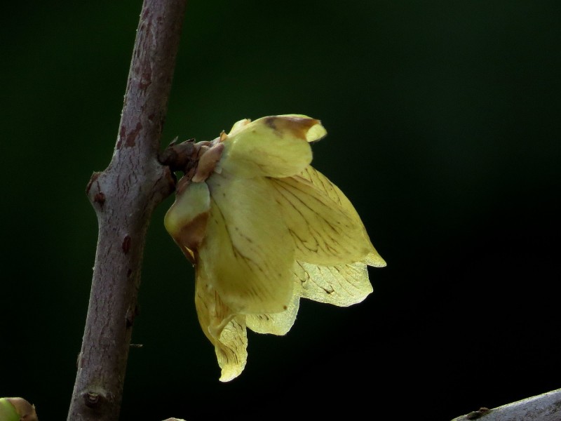 黄色的腊梅花图片