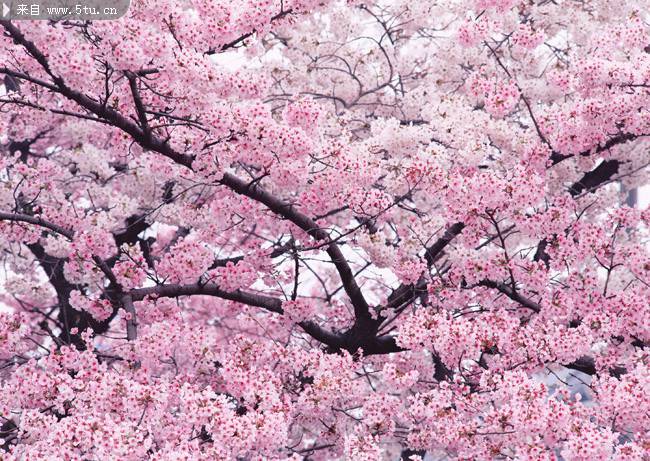 日本樱花春日优美风景图片