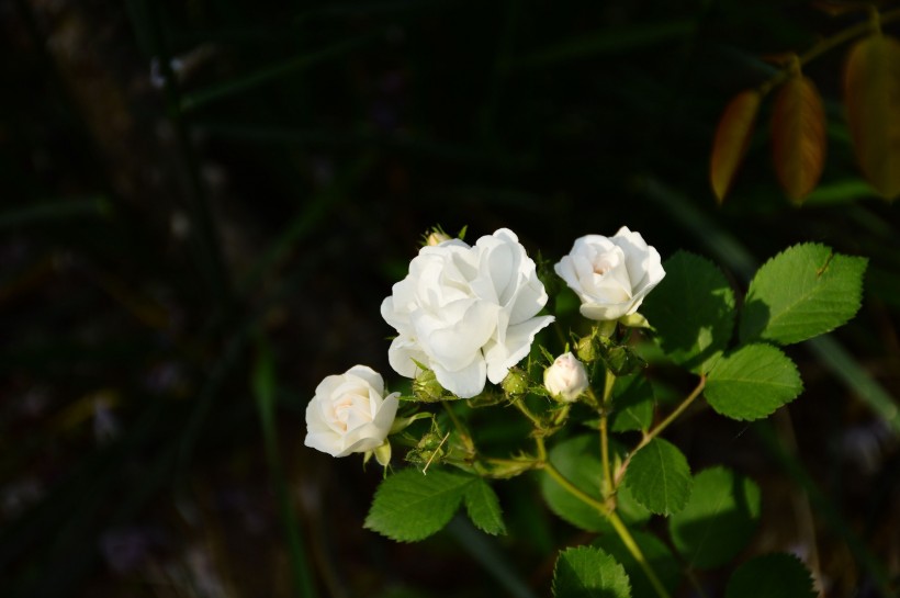 白色和粉色蔷薇花图片