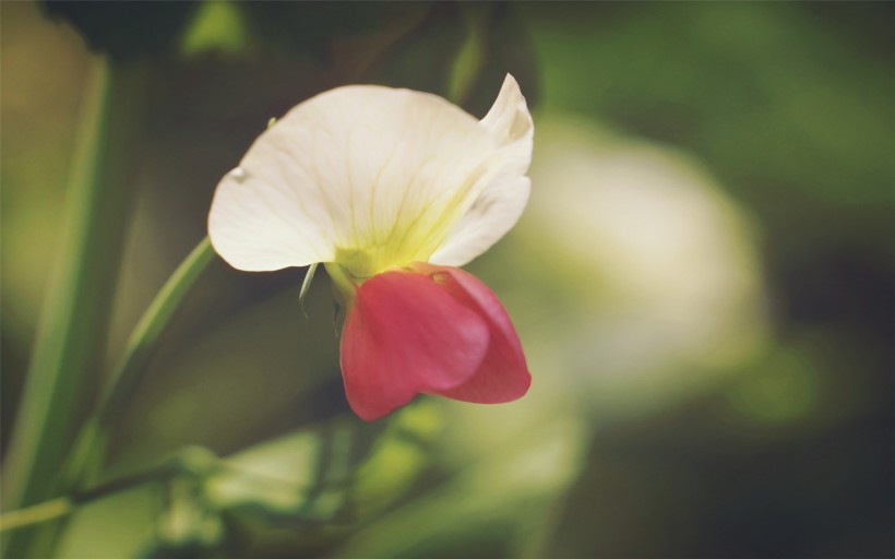 豌豆角花朵图片