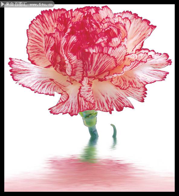 素雅粉嫩的康乃馨花图片