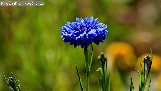 蓝色的野花唯美摄影图片