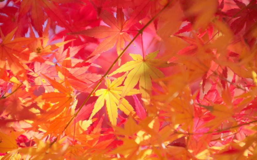 秋季唯美黄叶图片