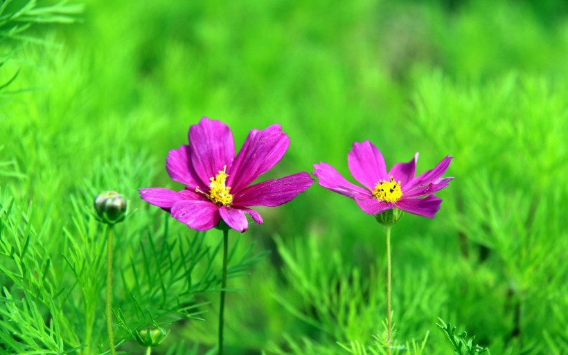 清新波斯菊花卉图片