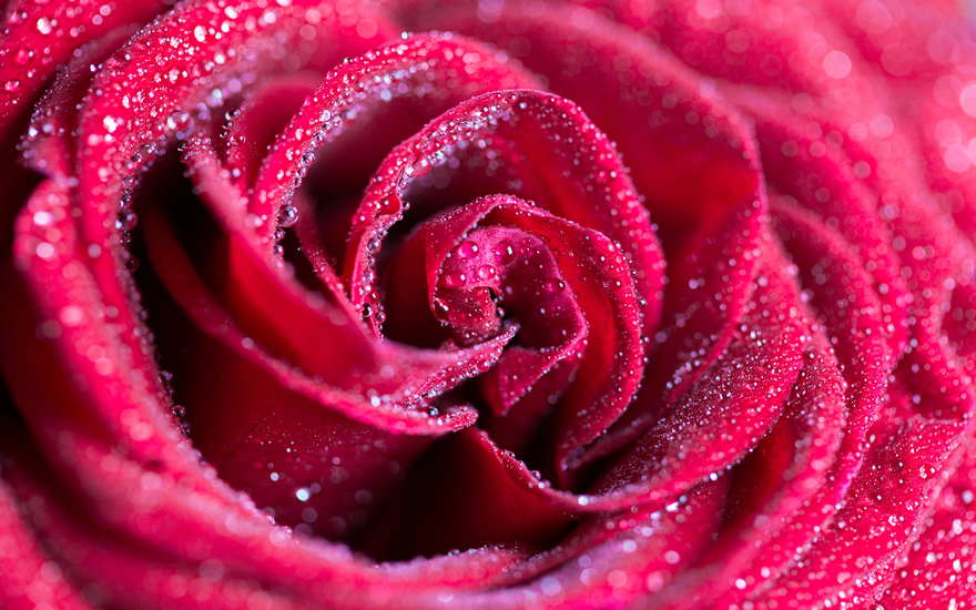 玫瑰花主题意境唯美高清图片欣赏