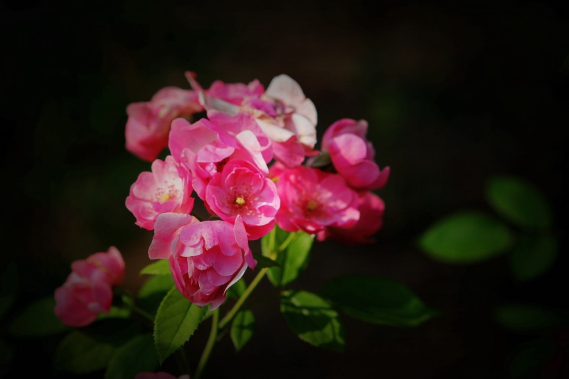 粉色蔷薇图片