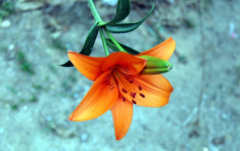 艳丽的橙色百合花图片
