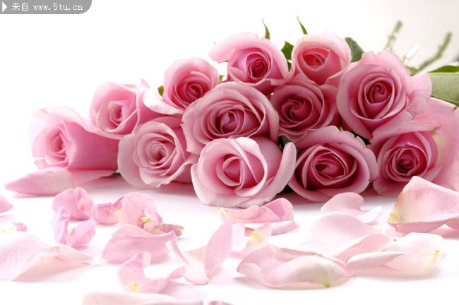 唯美的粉色玫瑰背景图片