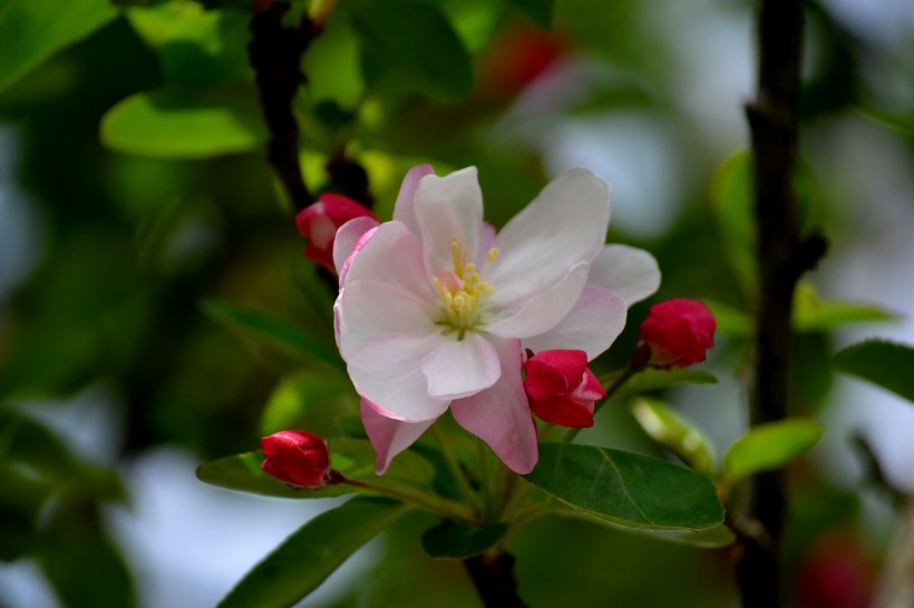 春天的海棠花图片
