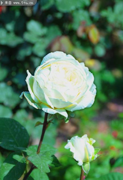 一朵好看的唯美白玫瑰图片