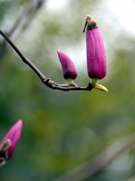 含苞待放的紫玉兰图片