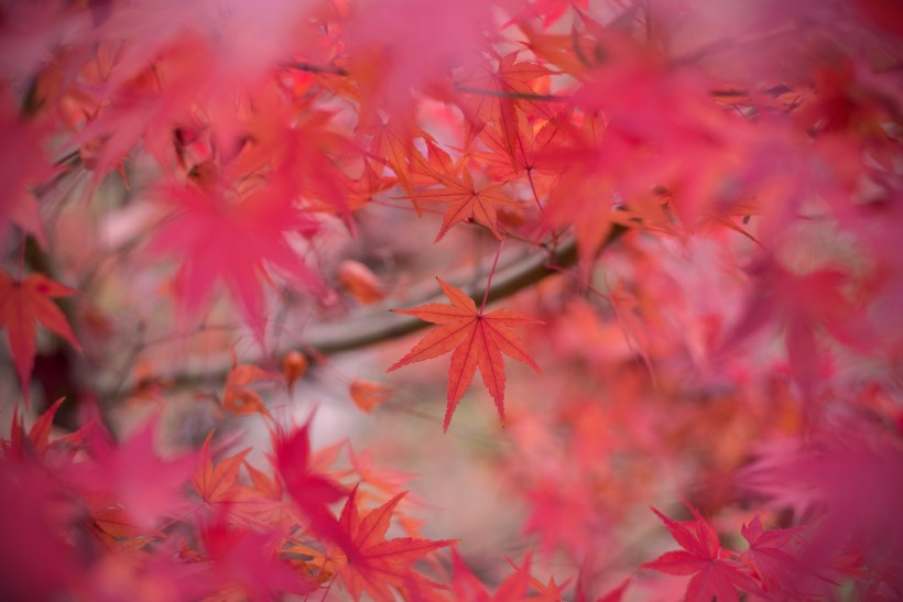 秋季漂亮的枫叶图片