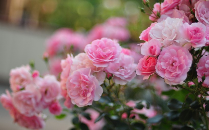 唯美的蔷薇花图片