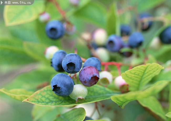 挂在树上的蓝莓