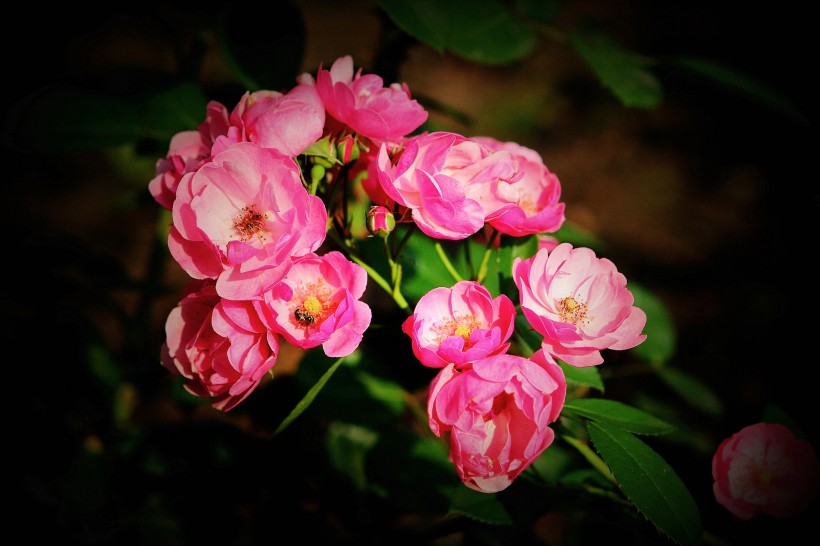 粉色蔷薇图片