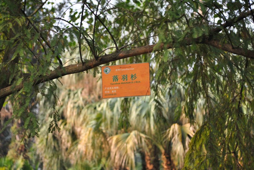 落羽杉植物图片