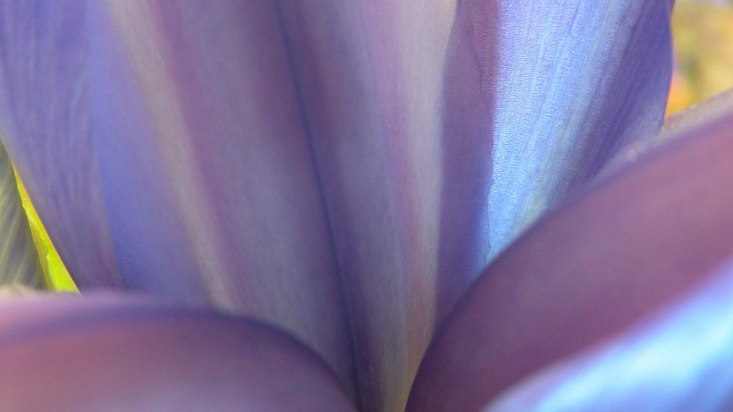 花瓣微距图片