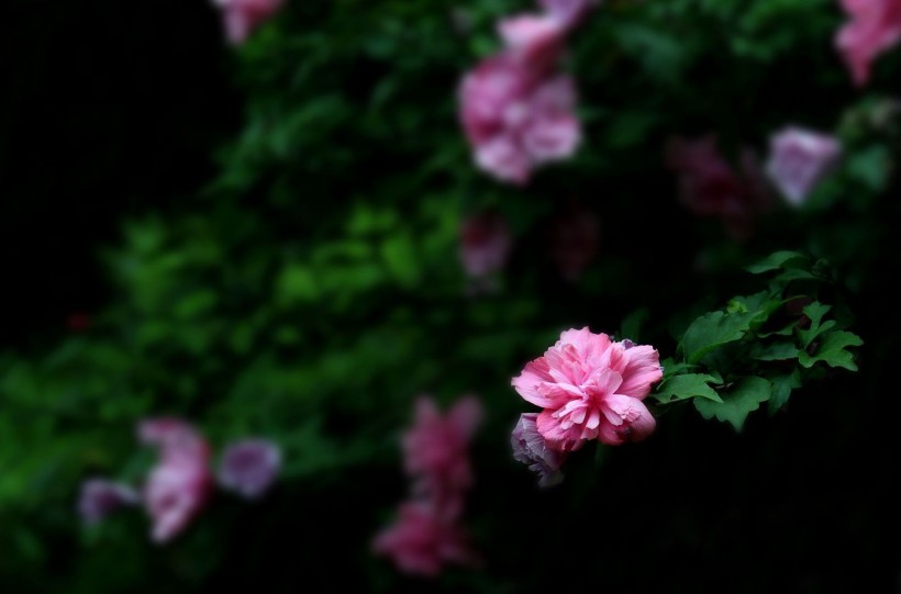 粉色的木槿花卉图片