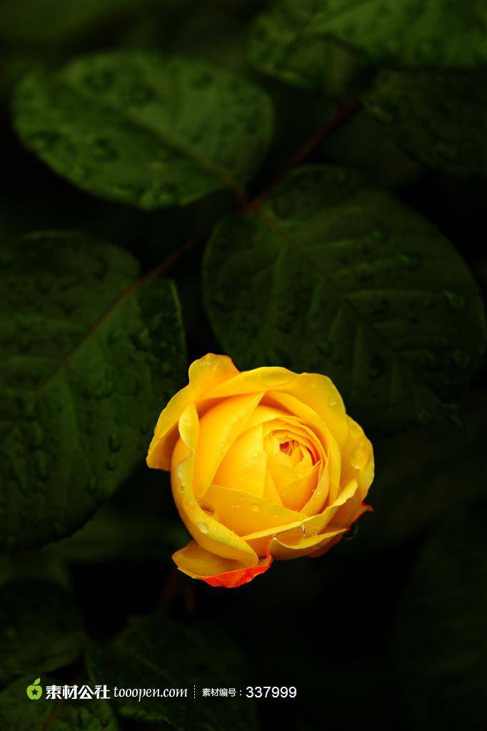 一枝黄玫瑰图片素材明艳诱人
