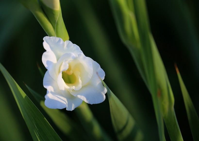 白色唐菖蒲花卉图片